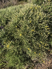 Genista acanthoclada