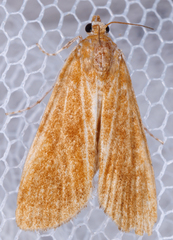 Elophila gyralis