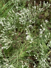 Eupatorium hyssopifolium