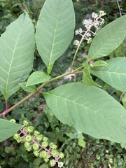 Phytolacca americana