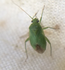 Apolygus lucorum