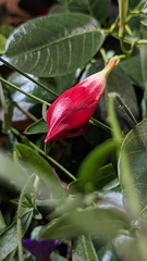 Mandevilla sanderi