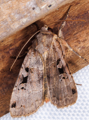 Xestia normanianus