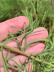 Eupatorium hyssopifolium