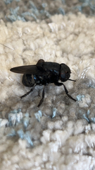 Cuterebra tenebrosa
