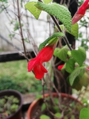 Salvia disjuncta