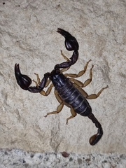 Euscorpius