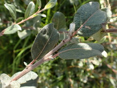 Salix repens argentea