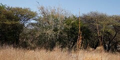 Combretum