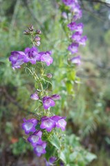 Penstemon campanulatus