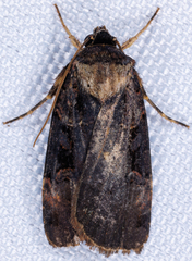 Pseudohermonassa bicarnea