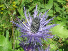 Eryngium alpinum