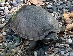 Sternotherus odoratus