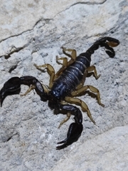 Euscorpius