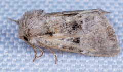 Meropleon diversicolor