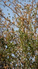 Combretum