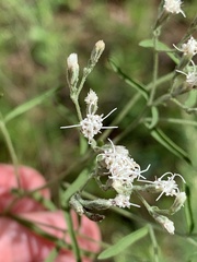 Eupatorium hyssopifolium