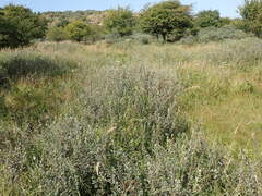 Salix repens argentea