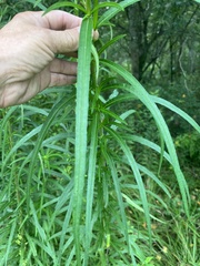 Helianthus angustifolius