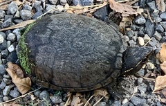 Sternotherus odoratus
