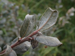 Salix repens argentea