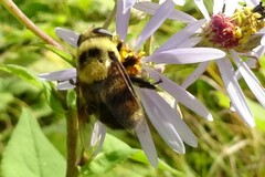 Eristalis flavipes