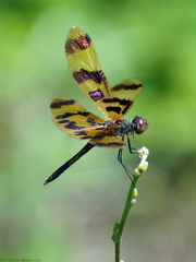 Rhyothemis graphiptera