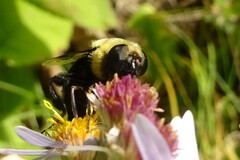 Eristalis flavipes