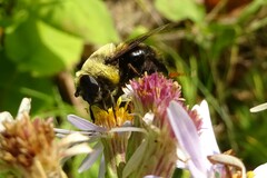 Eristalis flavipes