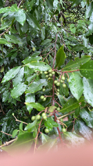 Prunus caroliniana