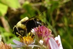Eristalis flavipes