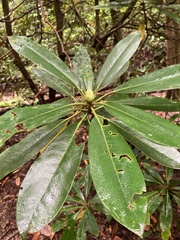 Rhododendron maximum