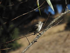 Baeolophus inornatus