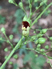 Scrophularia marilandica