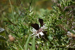 Erebia