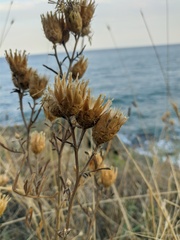 Centaurea salonitana