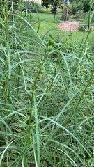 Helianthus angustifolius