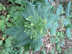 Scrophularia marilandica