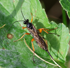 Pimpla rufipes