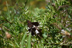 Erebia