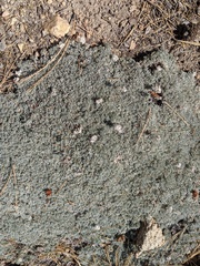 Eriogonum kennedyi austromontanum