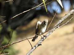 Baeolophus inornatus