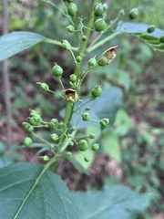 Scrophularia marilandica