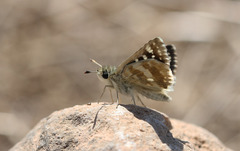 Ernsta zebra