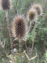 Dipsacus