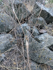 Chaerophyllum nodosum