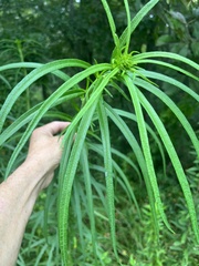 Helianthus angustifolius