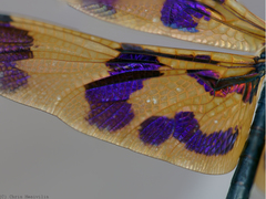 Rhyothemis graphiptera