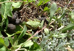 Hyla wrightorum
