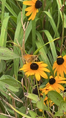 Atalopedes campestris